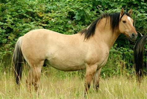 kiger mustang horses for sale